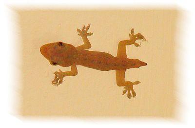 Gecko - Salamanqueja - Salamanquesa
